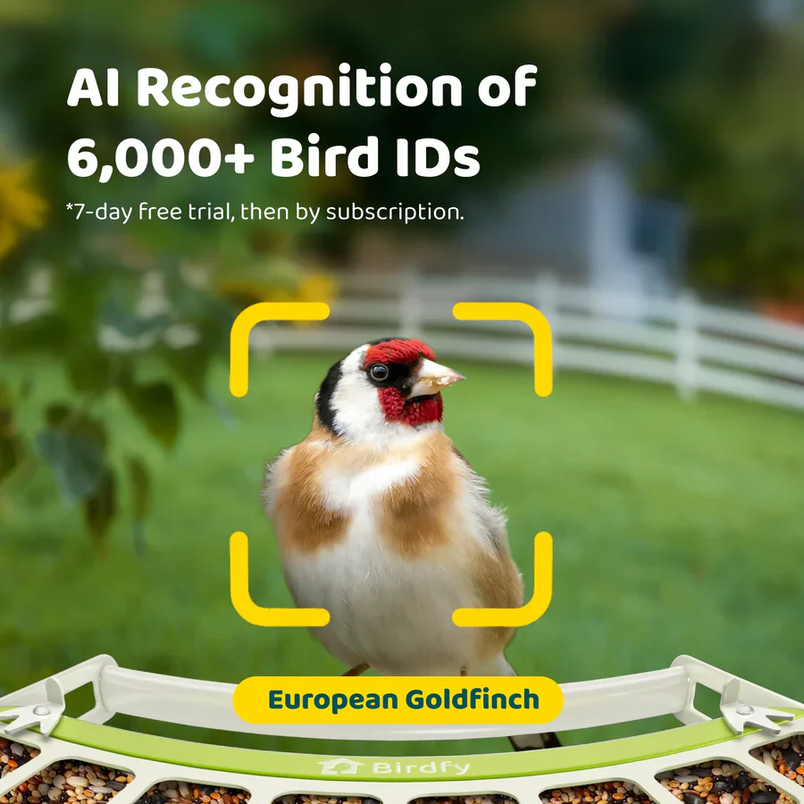 Birdfy Smart Metal Bird Feeder with Camera - Image 9